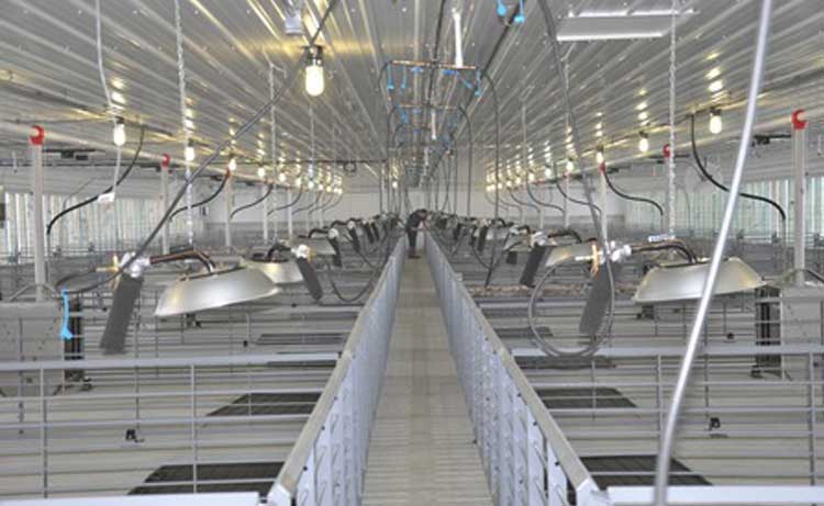 I-Series brooders in a swine building.