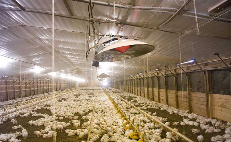 I Series High Pressure Radiant Heat Poultry Brooders L B White